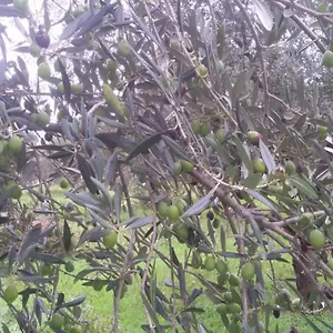  Casa di campagna La Casetta Tra Gli Ulivi Italia